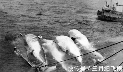 從遠(yuǎn)古獵手到現(xiàn)代市集 藍(lán)鯨與人類交織的漫長(zhǎng)史詩